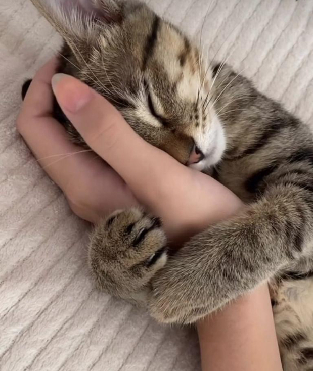 chaton tigré câliné avec sa tête dans le creux d'une main de femme avec mention"... et d'affection"