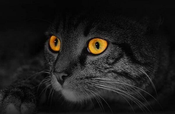 gros plan de profil sur les yeux jaunes d'un chat gris avec le titre "visites à domiciles"