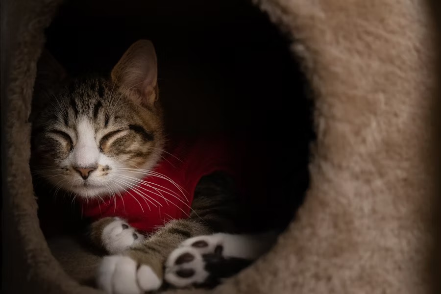 chat tigré avec un bandana rouge dormant dans un arbre à chat