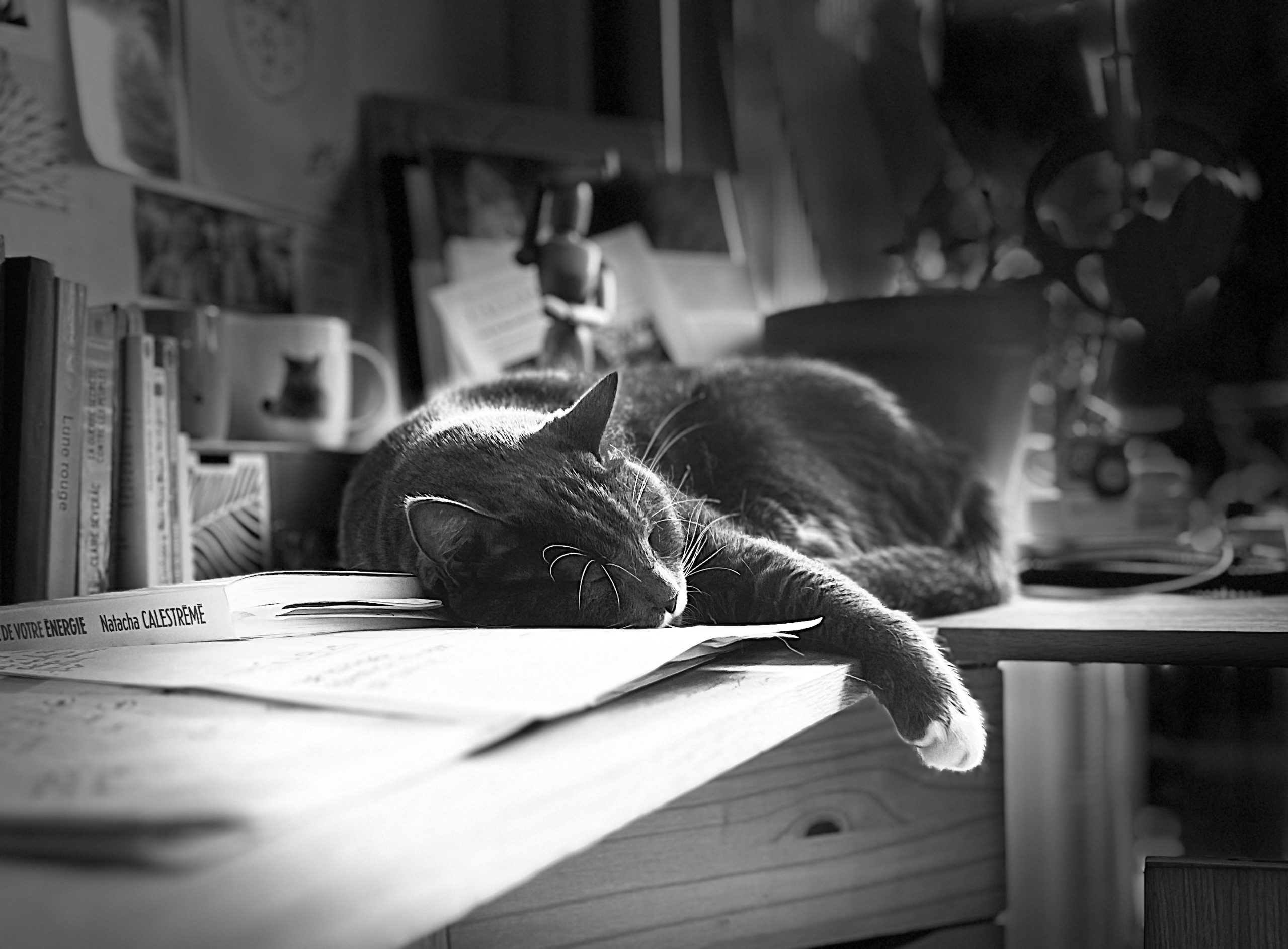 A propos de moi- Mon histoire-Cat Sitter-bienveillante
Mon chat gris Tom dormant sur mon bureau avec une patte dans le vide