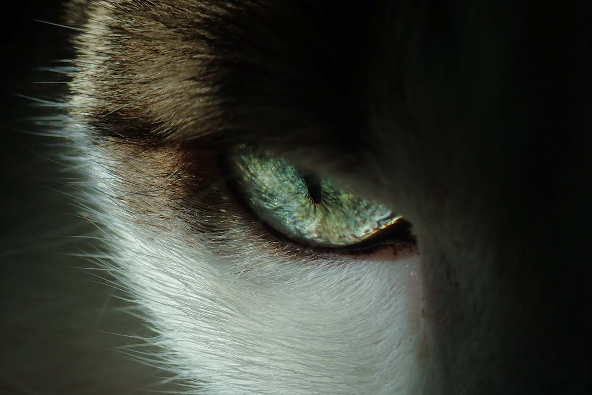 gros plan de l'oeil vert émeraude droit d'un chat avec le titre"services gratuit"
