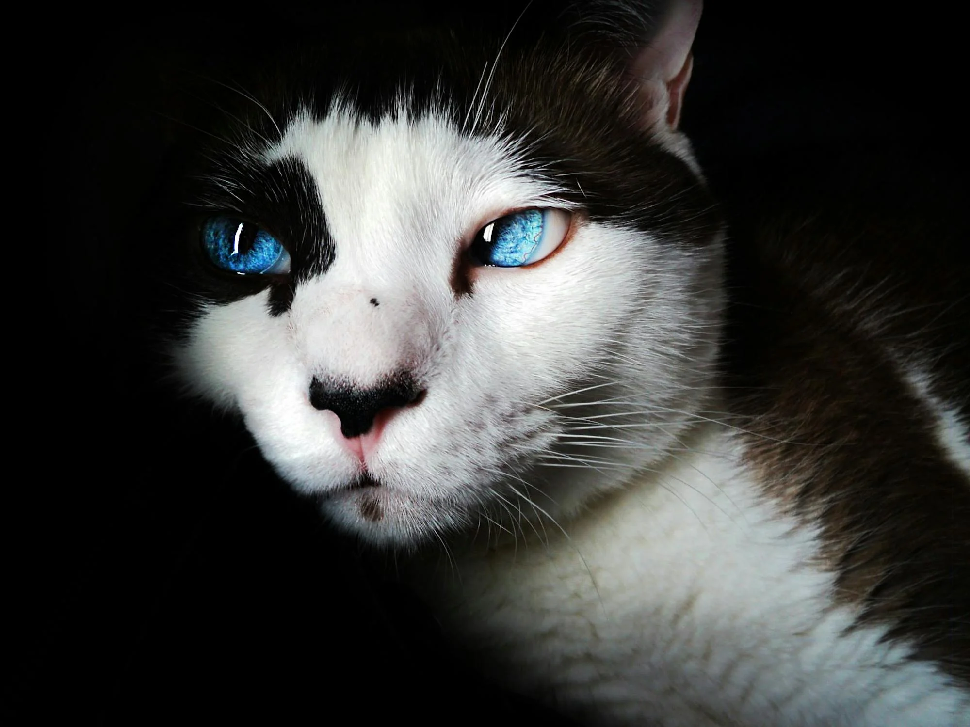 gros plan sur les beaux yeux bleus turquoises d'un chat blanc et noir avec pour titre "Transport-course"